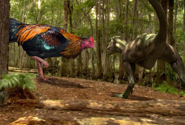 roostersaurus-vs-velociraptor_9393be753899ef7925af132ba42713b80316b17e.jpg