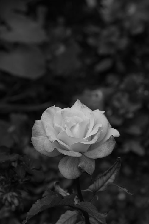 Rose-1_zpscecc02e1_01214f2de1650e45d71c9ab2d9740b71591d65d1.jpg