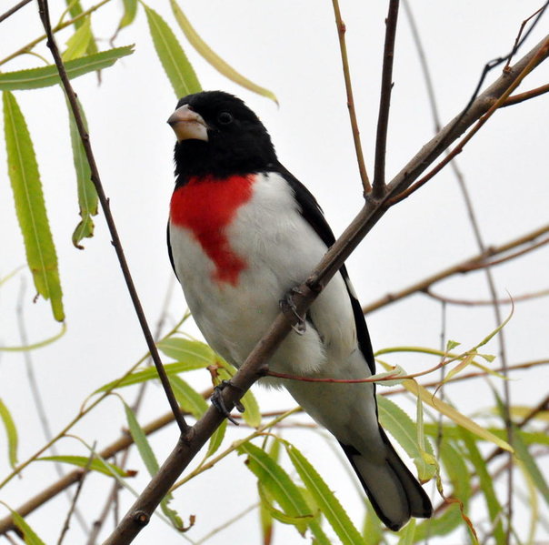 Rose breasted Grosbeak.jpg