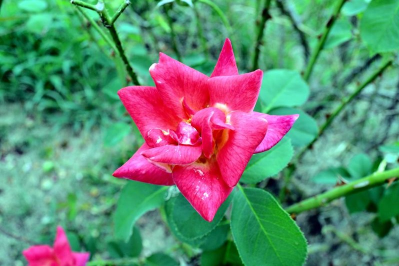 rose.jpg