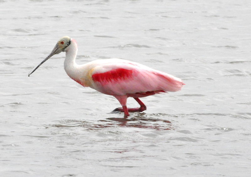 Roseate Spoonbill.jpg