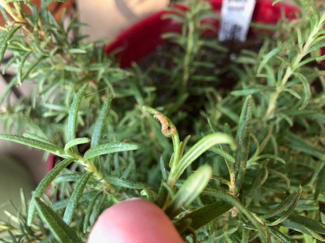 Rosemary.jpg