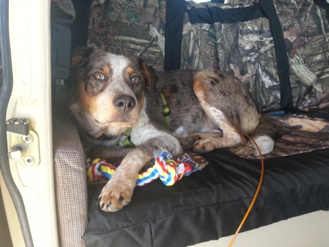 Rosie in her new Westy.jpg