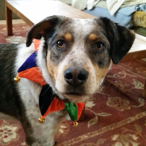 rosie joker Xmas 2014.jpg