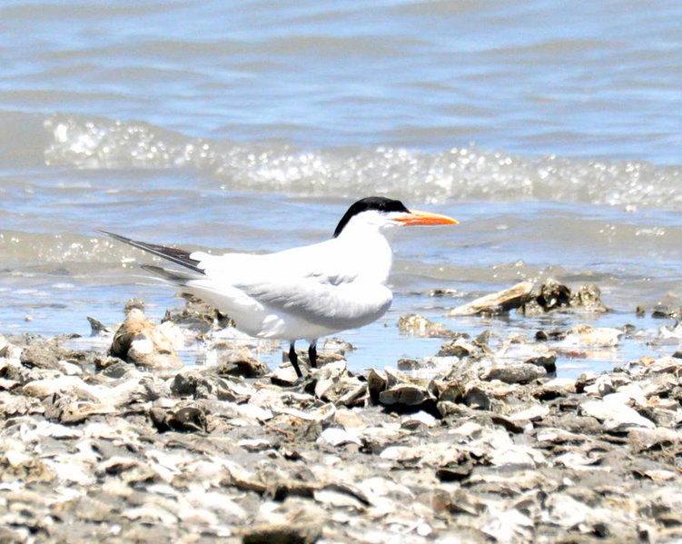 Royal Tern.jpg