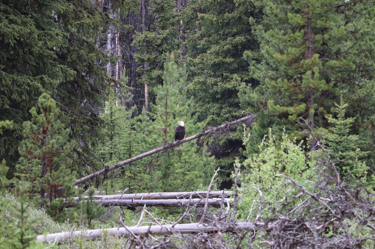 RSeagle.jpg