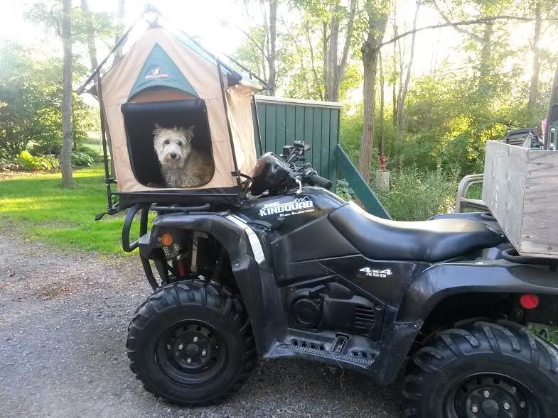 rtt_dog.jpg