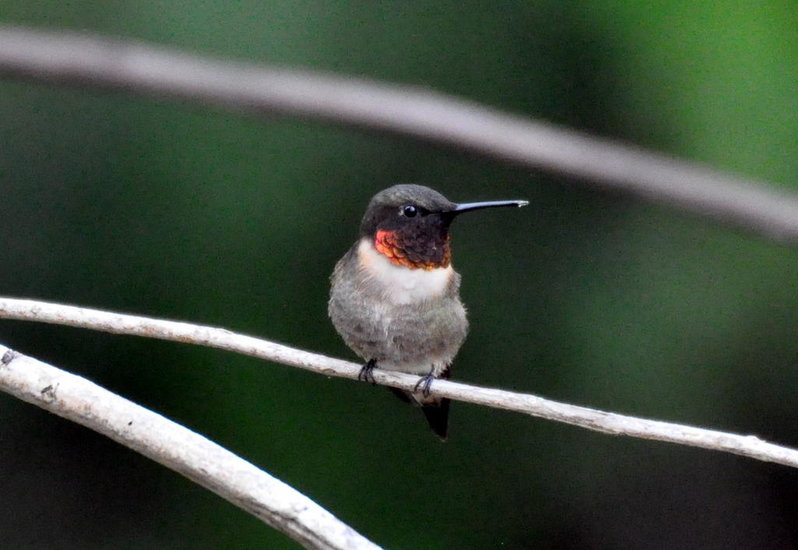 Ruby Throat Hummingbird.jpg