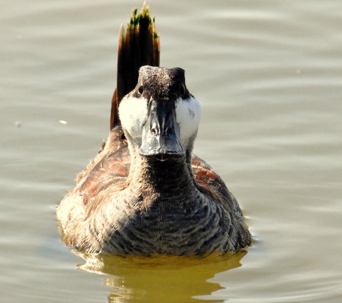 ruddy Duck 2.jpg