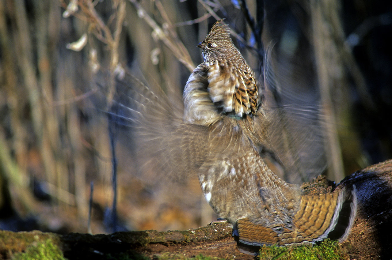 ruffed grouse.jpg
