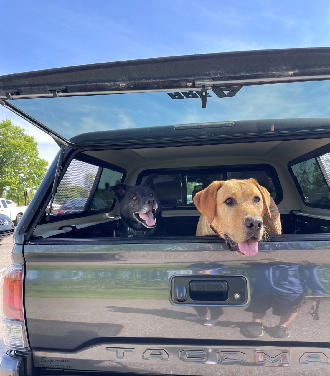 Dog in the hotsell back of a truck