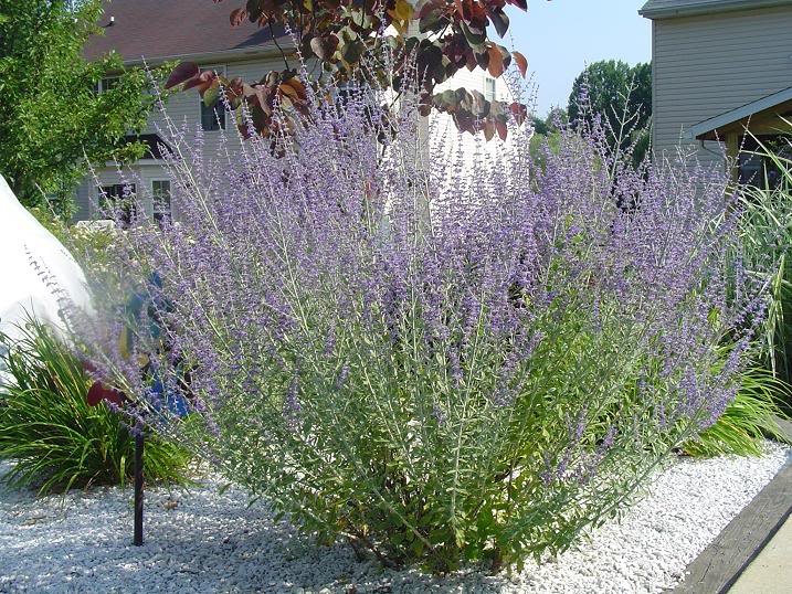 RussianSage20092_450b8d455119508d5a0fb3ff24e92dacfce8b440.jpg