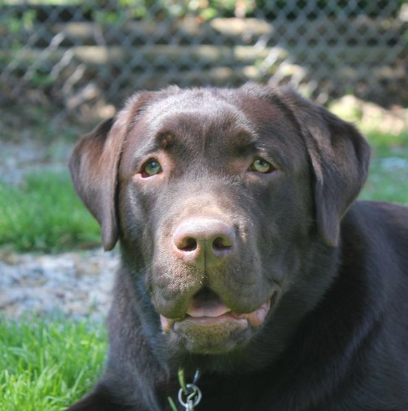 Ryder 10.jpg