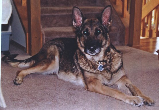 Sable6.jpg