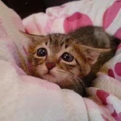 sad_kitten_5143e072e8ae42070a7f191170dacad43a5629f9.jpg