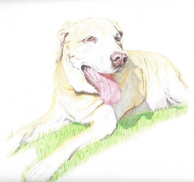 Sadie 1 copy 2.jpg