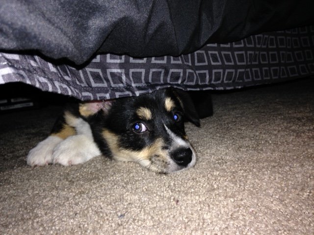 Sadie 1.jpg