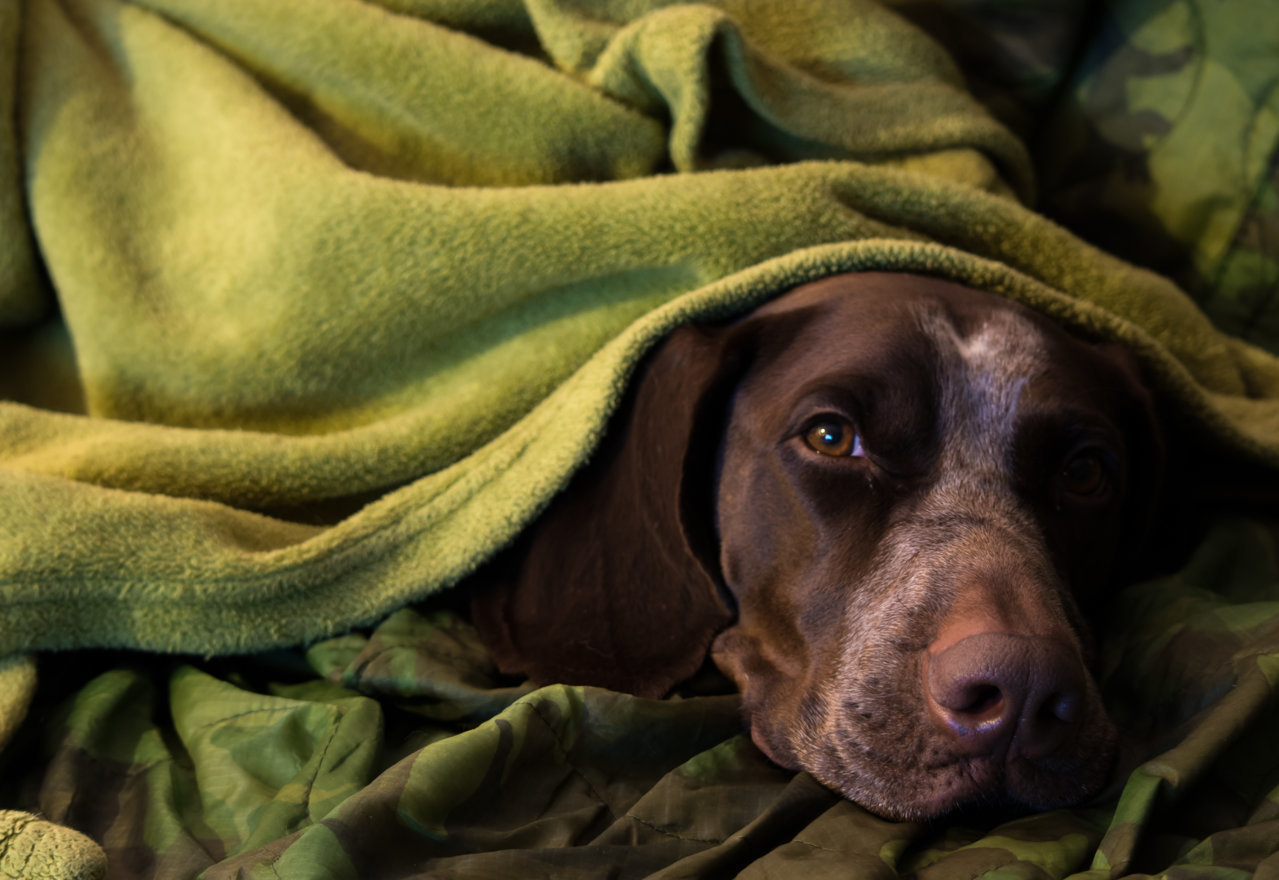 sadie blanket.jpg