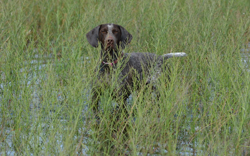 Sadie in action.jpg