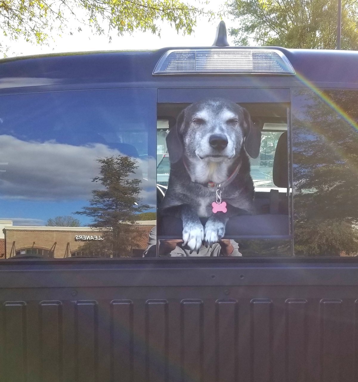 Sadie_Tacoma.jpg