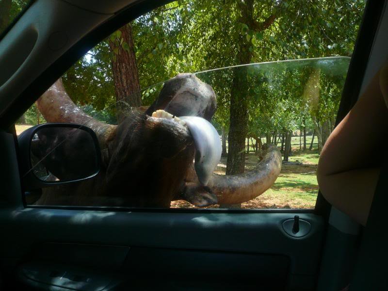 Safari020_98c94a961f83cf4bee9308120cd17e5970839fa0.jpg