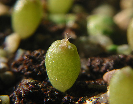 saguaro seedling.jpg