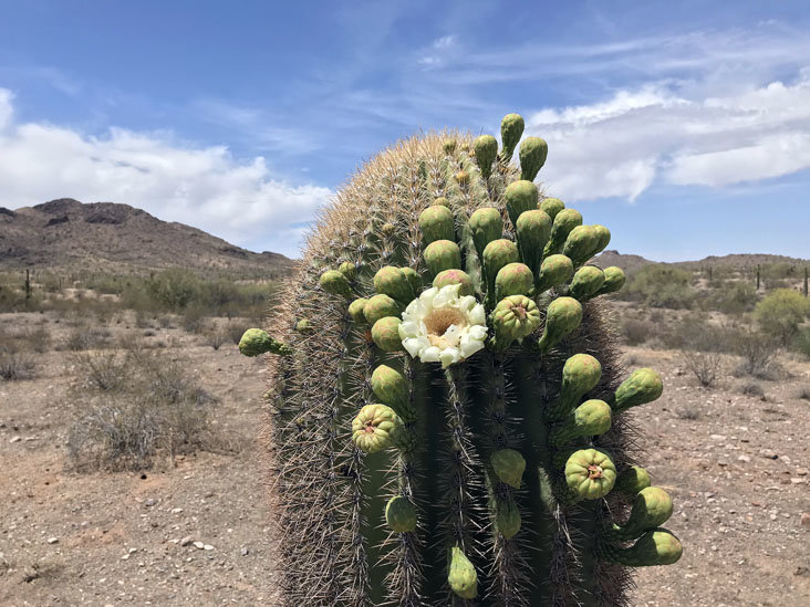 saguaro_bloom.jpg