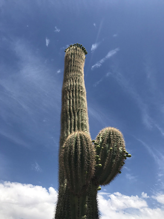 saguaro_buds.jpg