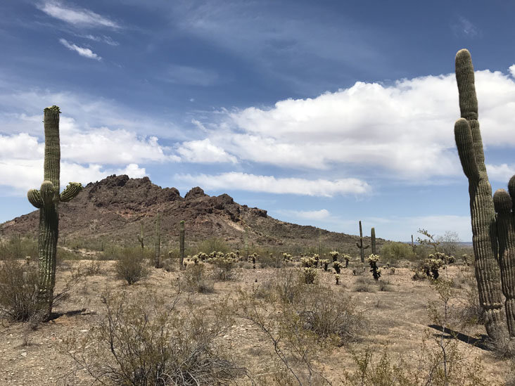 saguaro_view.jpg