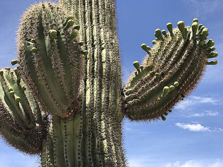 saguarobuds1.jpg