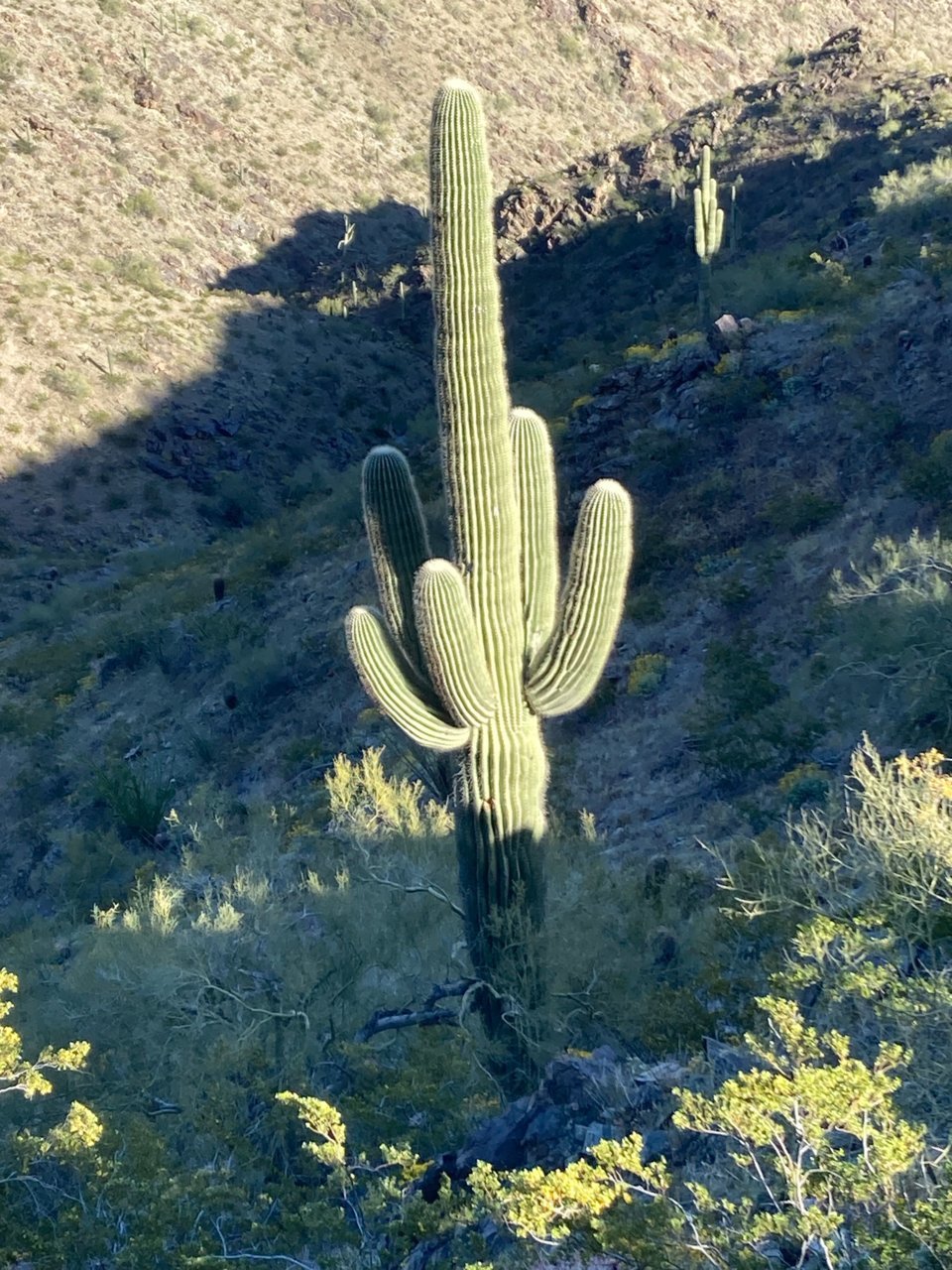 SaguaroTall.jpg