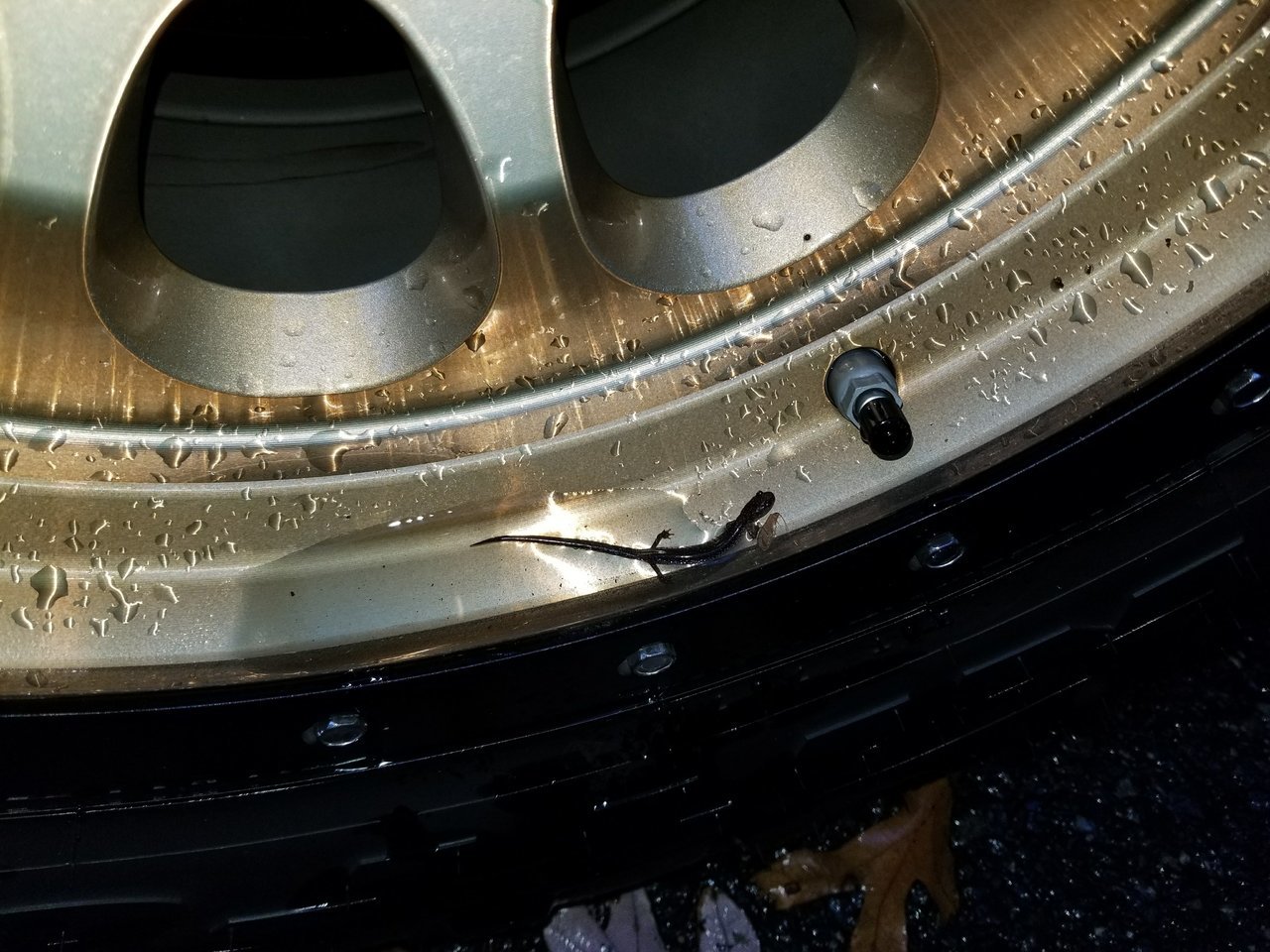 Salamander.jpg