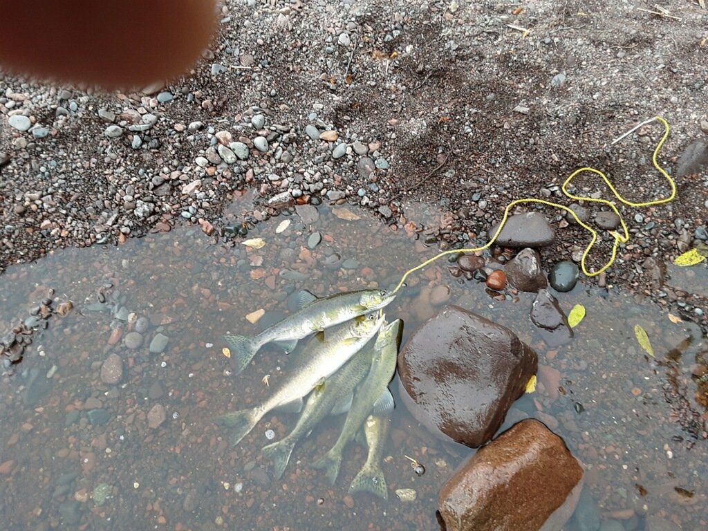 salmon.jpg