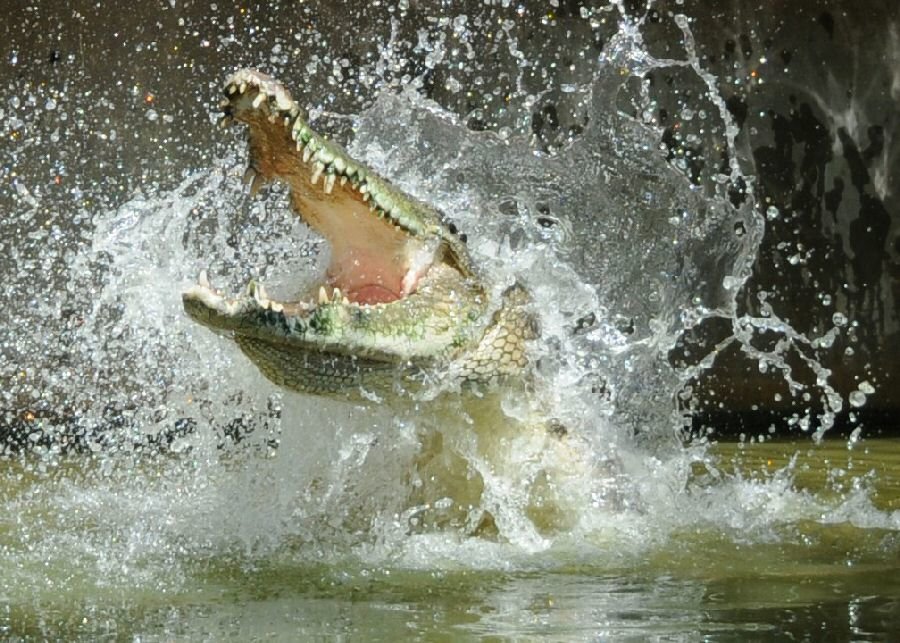 Saltwater crocodile 6.jpg
