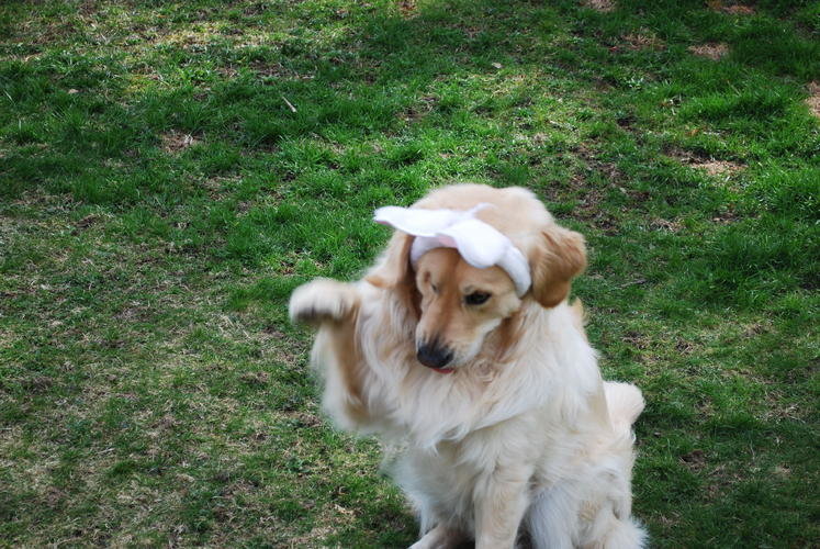Sam Bunny Ears 014.jpg