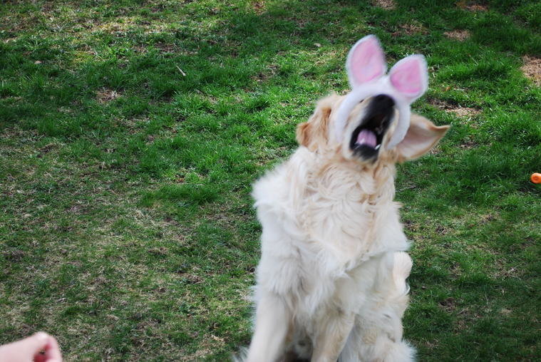 Sam Bunny Ears 015.jpg