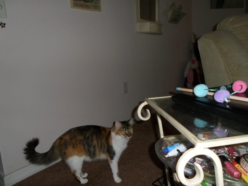 SAM_0447.jpg