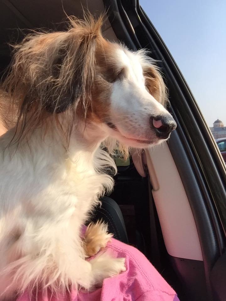 Sammie.jpg