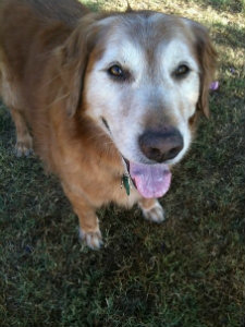 sammy1-1_984d9bca97489f4cbcf7800fdd4b407da2f743d4.jpg