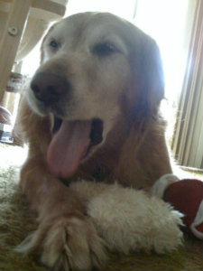 sammy2_7ba8fec9a571cc393097ffe5c2ee19aa09e22978.jpg
