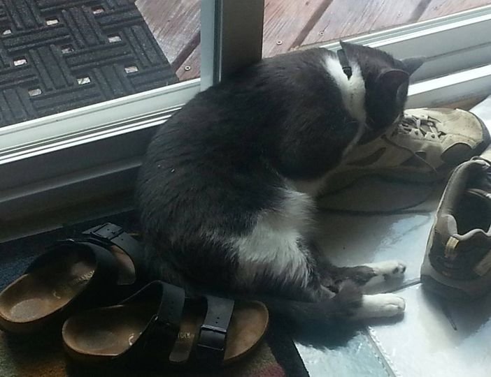 Sampson Shoes.jpg