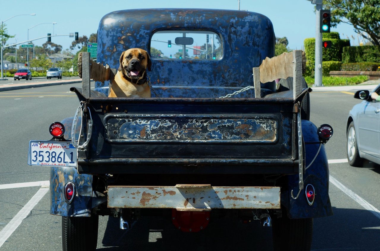 San Clemente Dog copy 2.jpg