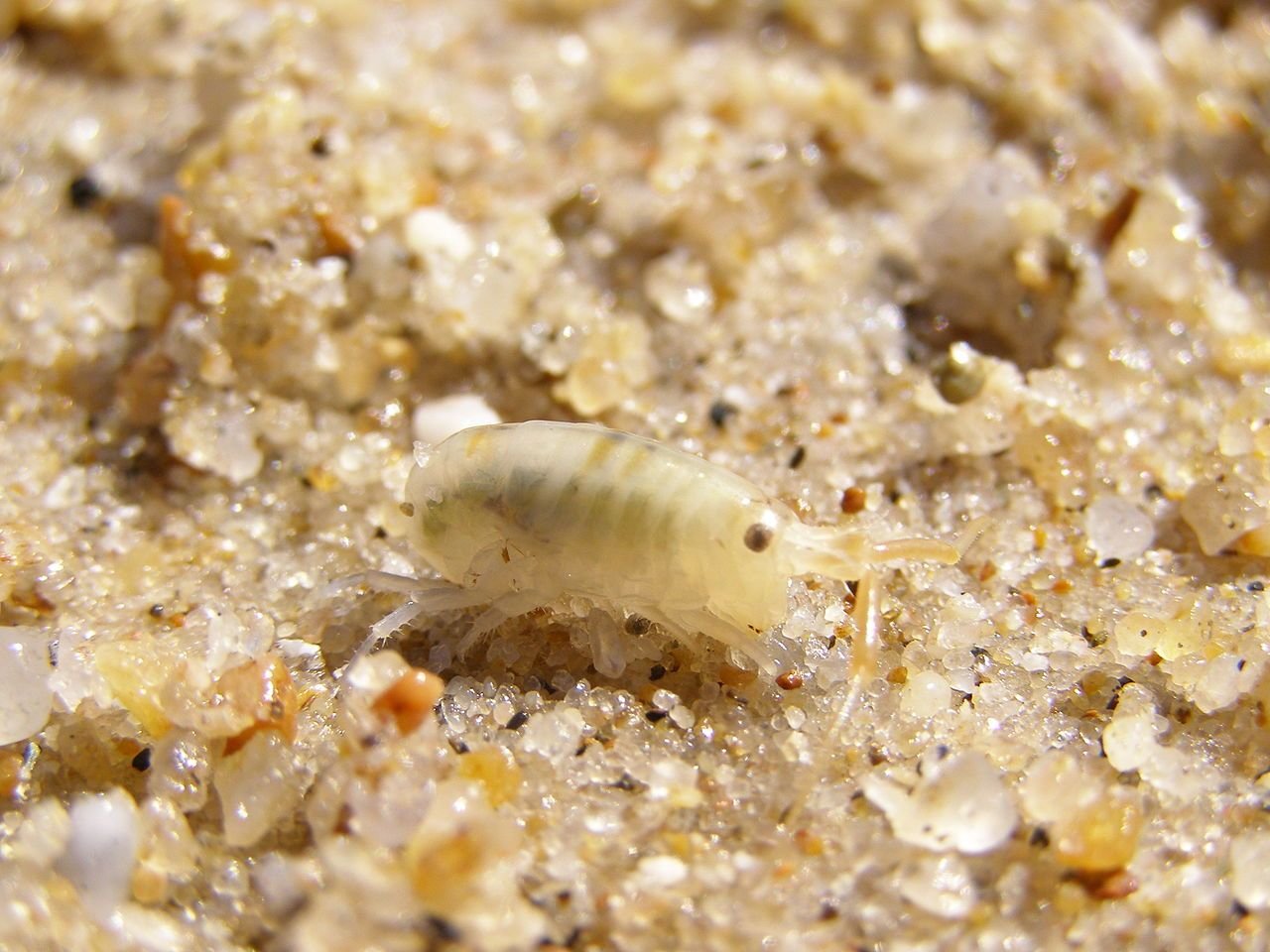 sand-flea-.jpg