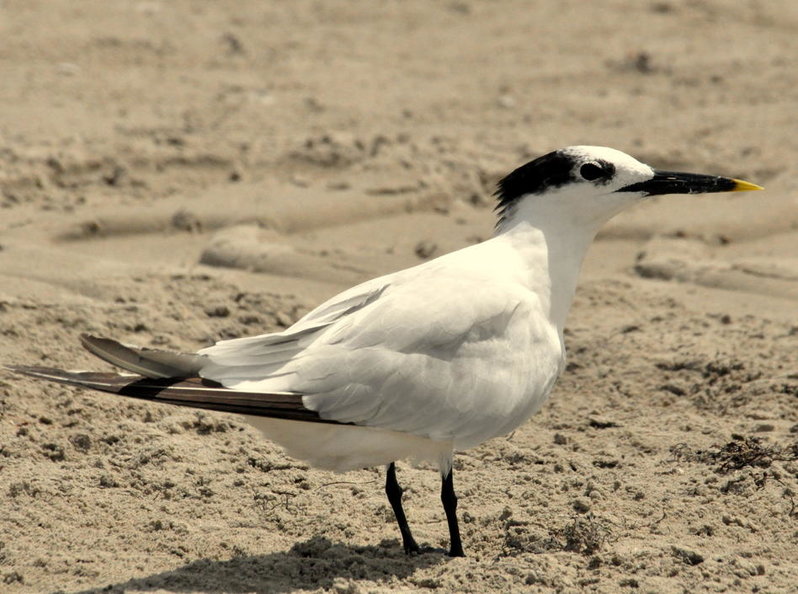 Sandwhich Tern.jpg