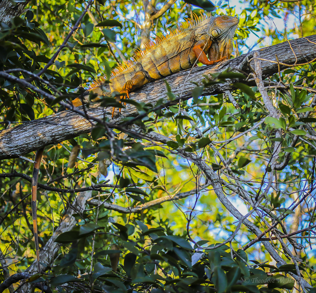 Sanibel Iguanas.jpg