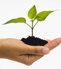 sapling.jpg