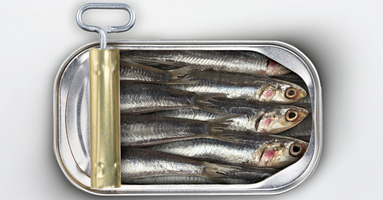 sardine.jpg
