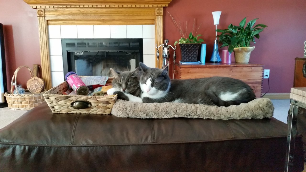 Sasha and Sampson.jpg
