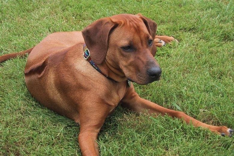 Sasha on Grass.jpg