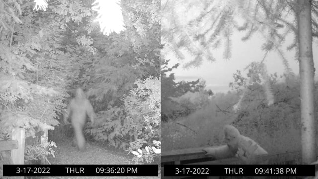 sasquatch.png